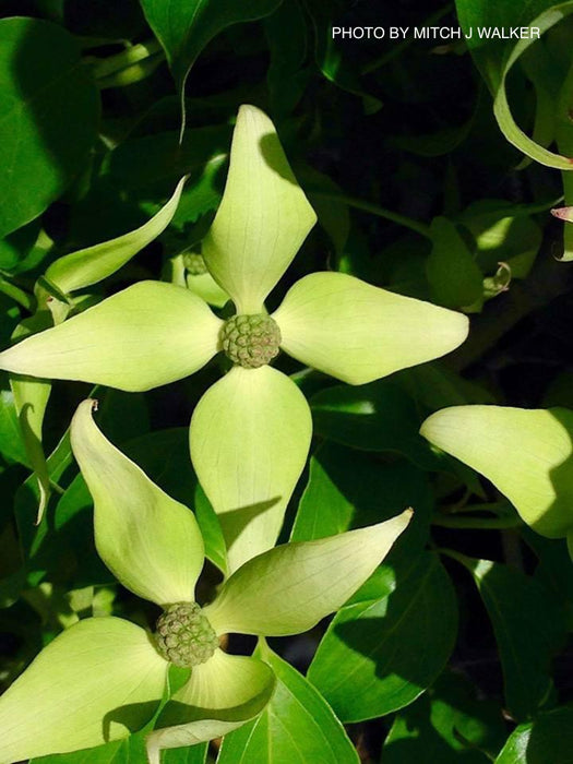 Cornus kousa 'Green Sleeves' White Flowering Dogwood