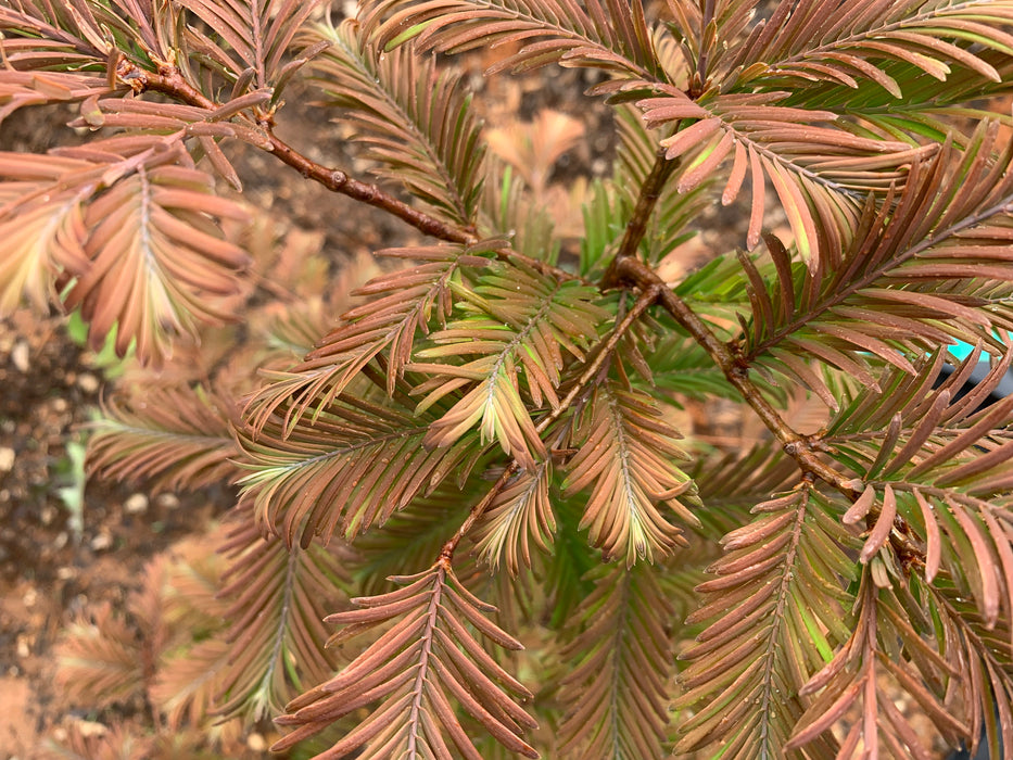 Metasequoia glyptostroboides 'Daweswood Tawny Fleece'' Dwarf Dawes Arboretum WB Bronze Dawn Redwood