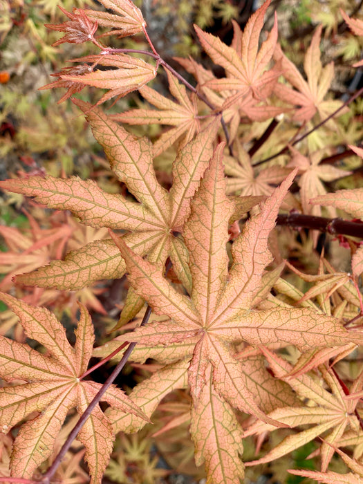 Acer palmatum 'Jubilee' Japanese Maple