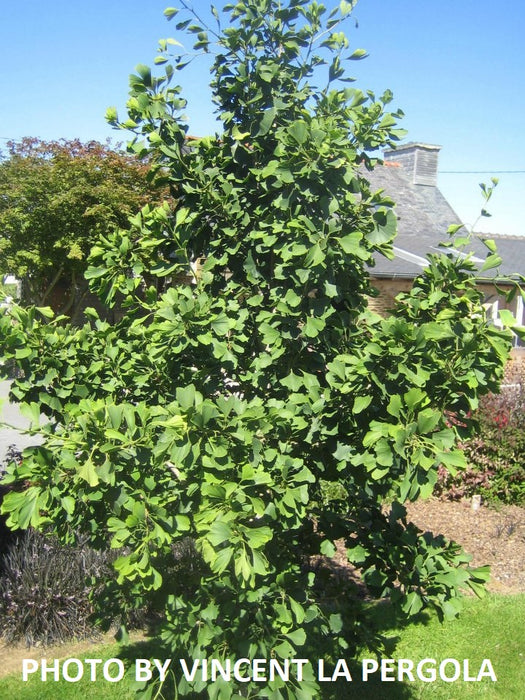 Ginkgo biloba 'Princeton Gold' Male Ginkgo Tree