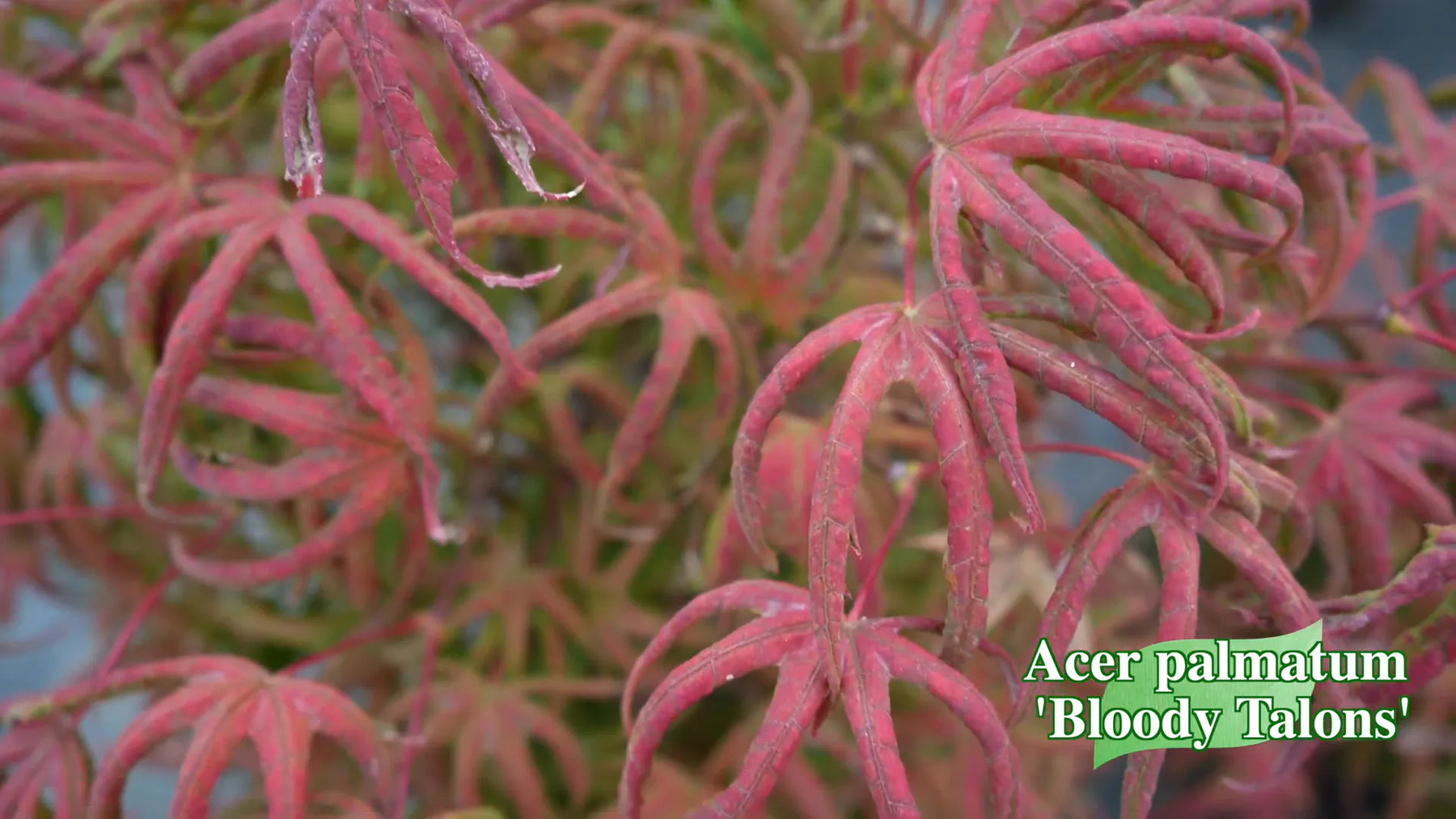 Exploring the Rare Acer Palmatum 'Bloody Talons' 🌳