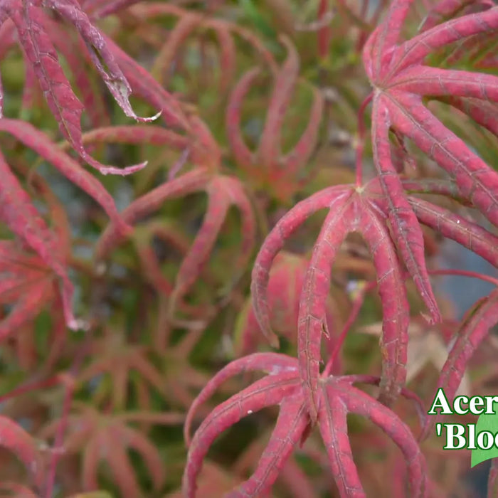 Exploring the Rare Acer Palmatum 'Bloody Talons' 🌳