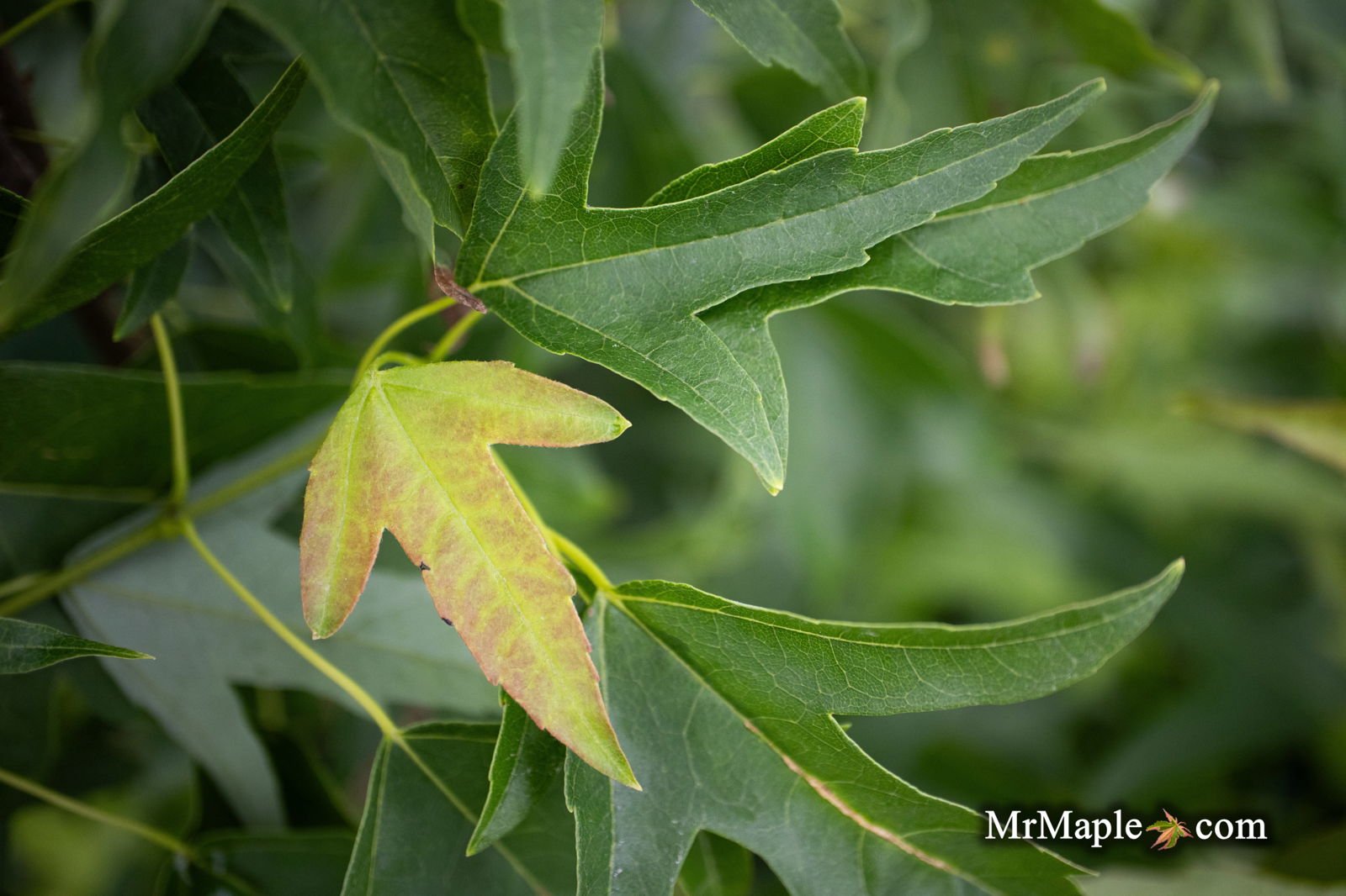 Acer buergerianum 'Sunshine' | Cultivar Spotlight