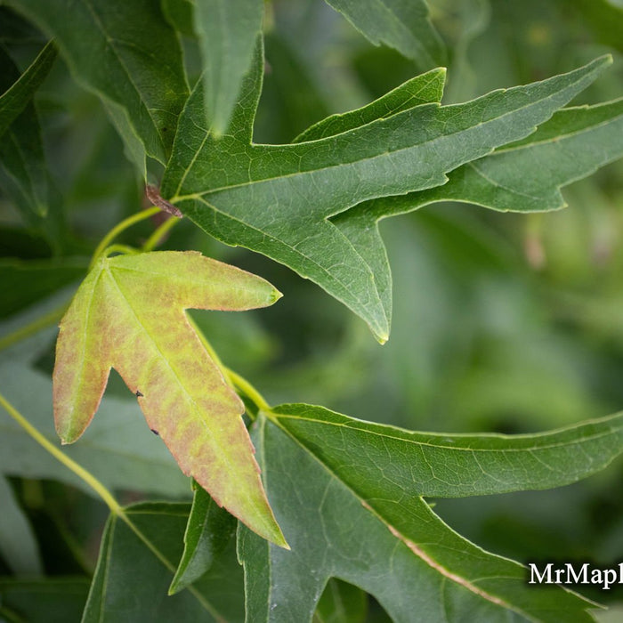 Acer buergerianum 'Sunshine' | Cultivar Spotlight