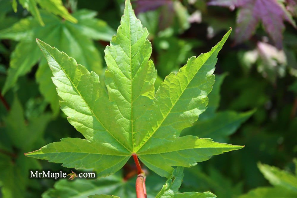 Acer circinatum 'Pacific Fire' | Cultivar Spotlight