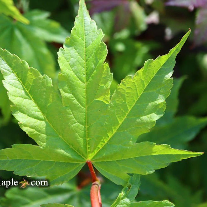 Acer circinatum 'Pacific Fire' | Cultivar Spotlight