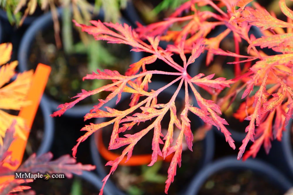 Why Acer japonicum 'Fairy Lights' is the Perfect Dwarf Maple for Your Fairy Garden