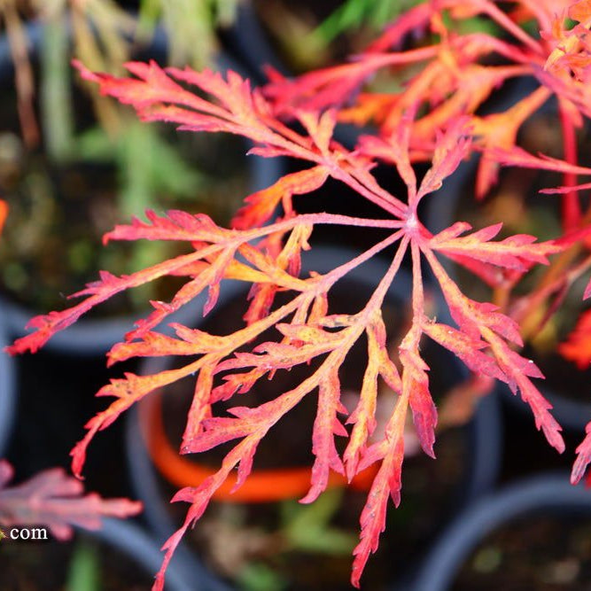 Why Acer japonicum 'Fairy Lights' is the Perfect Dwarf Maple for Your Fairy Garden