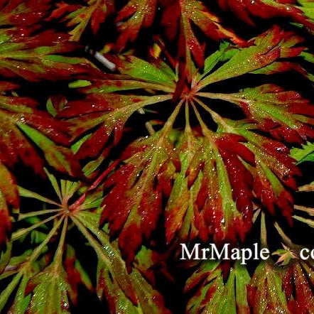 Acer japonicum 'Oregon Fern' | Cultivar Spotlight