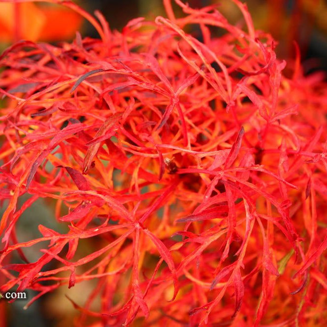 Acer japonicum X 'Gossamer' | Cultivar Spotlight