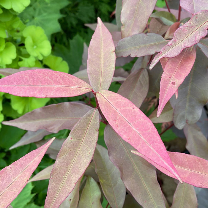 Acer laevigatum 'Hong Long' | Cultivar Spotlight