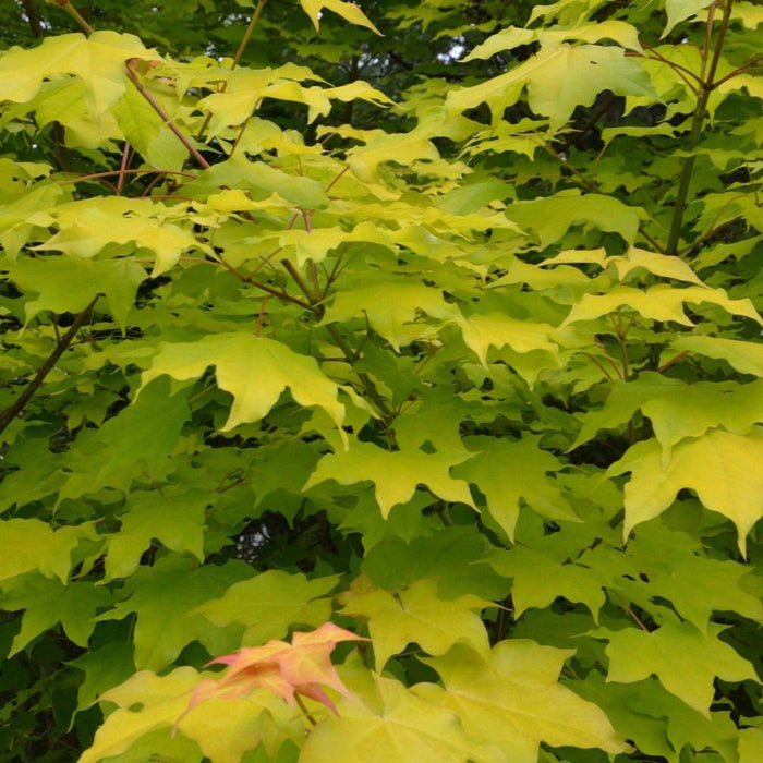 Acer longipes 'Gold Coin' | Cultivar Spotlight