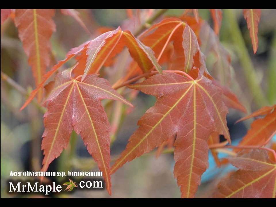 Acer oliverianum ssp. formosanum | Cultivar Spotlight