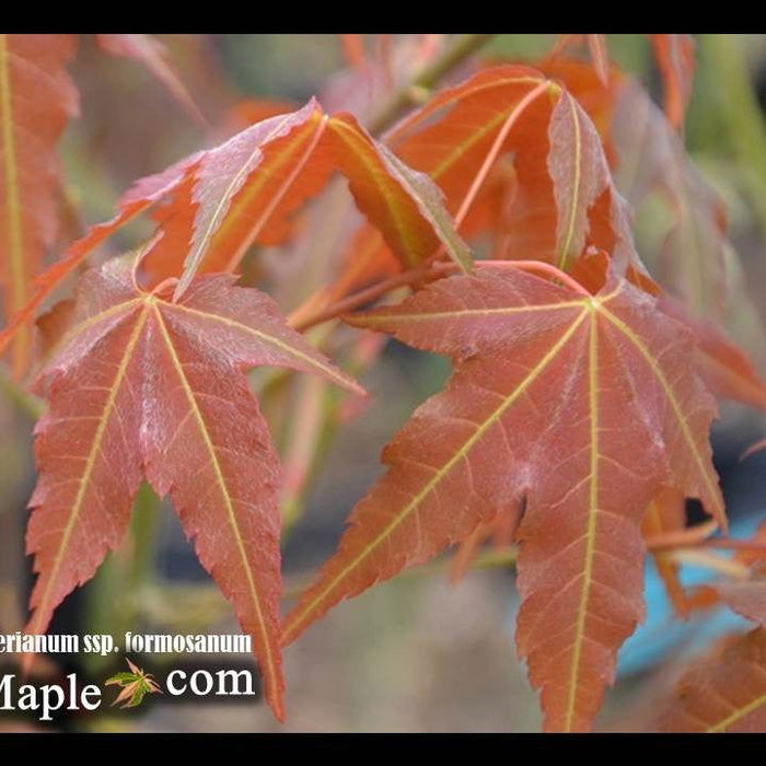 Acer oliverianum ssp. formosanum | Cultivar Spotlight