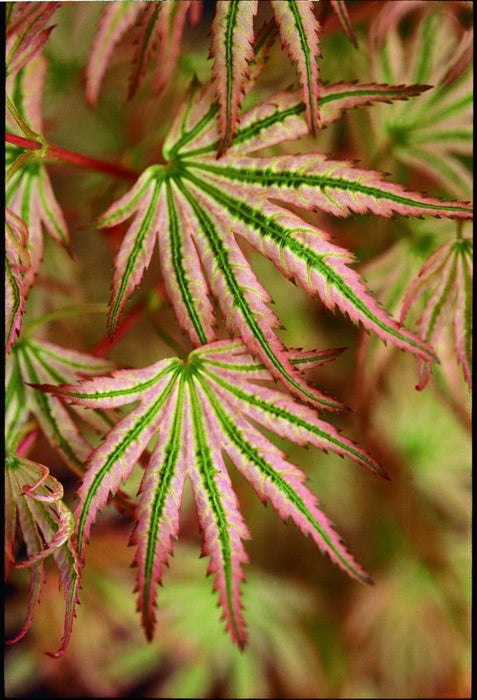Acer palmatum 'Alpenweiss' | Cultivar Spotlight