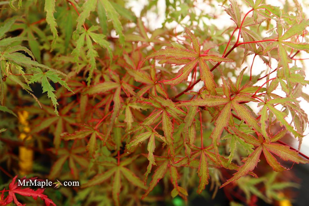 Acer palmatum 'Beni fushigi': A striking variegated Red Japanese Maple