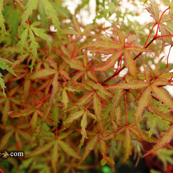 Acer palmatum 'Beni fushigi': A striking variegated Red Japanese Maple