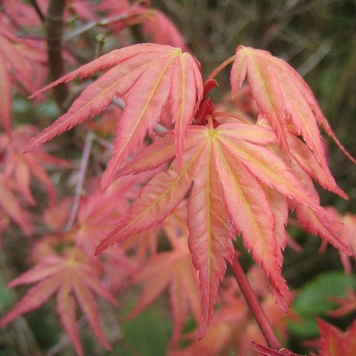 Discover the Beauty of Acer Palmatum 'Beni Tsukasa': A Must-Have Japanese Maple
