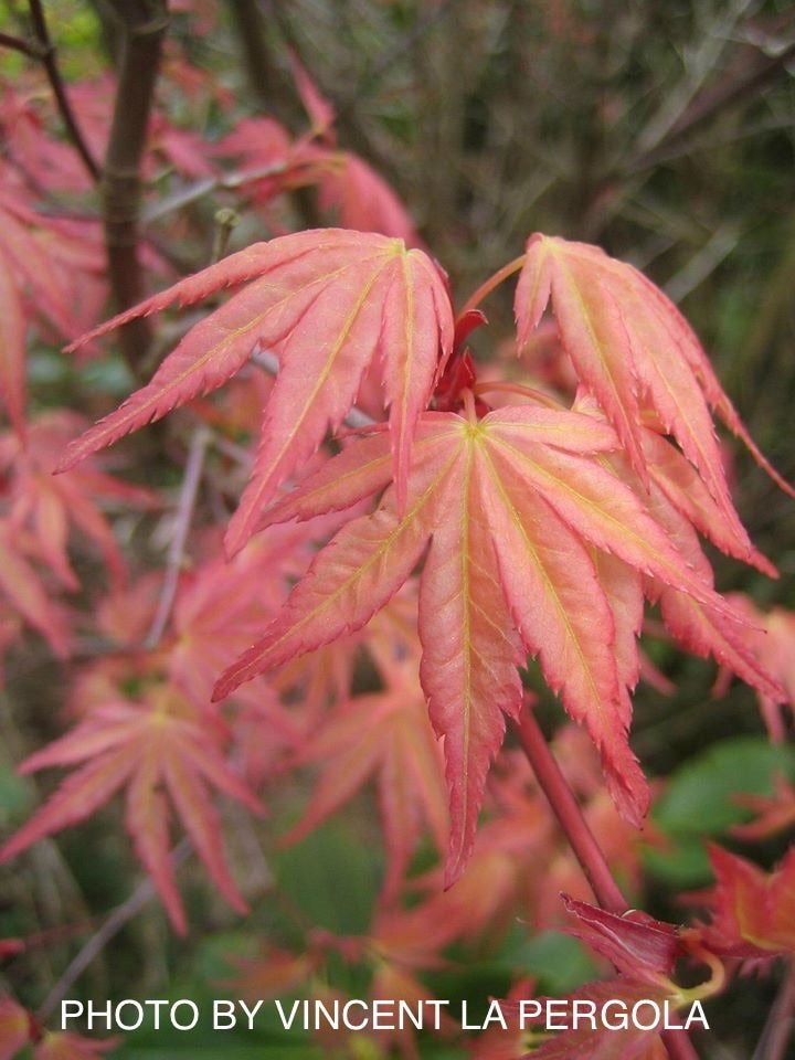 Discover the Beauty of Acer Palmatum 'Beni Tsukasa': A Must-Have Japanese Maple