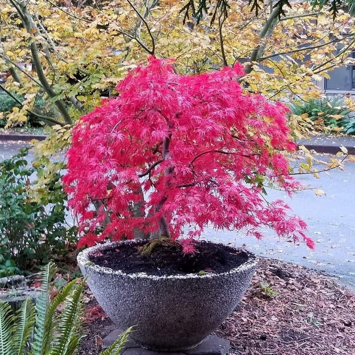 Acer palmatum dissectum 'Brocade' | Cultivar Spotlight