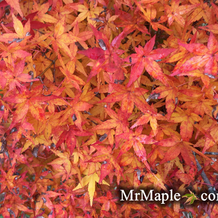 The Stunning Acer Palmatum 'Calico': A Must-Have Japanese Maple
