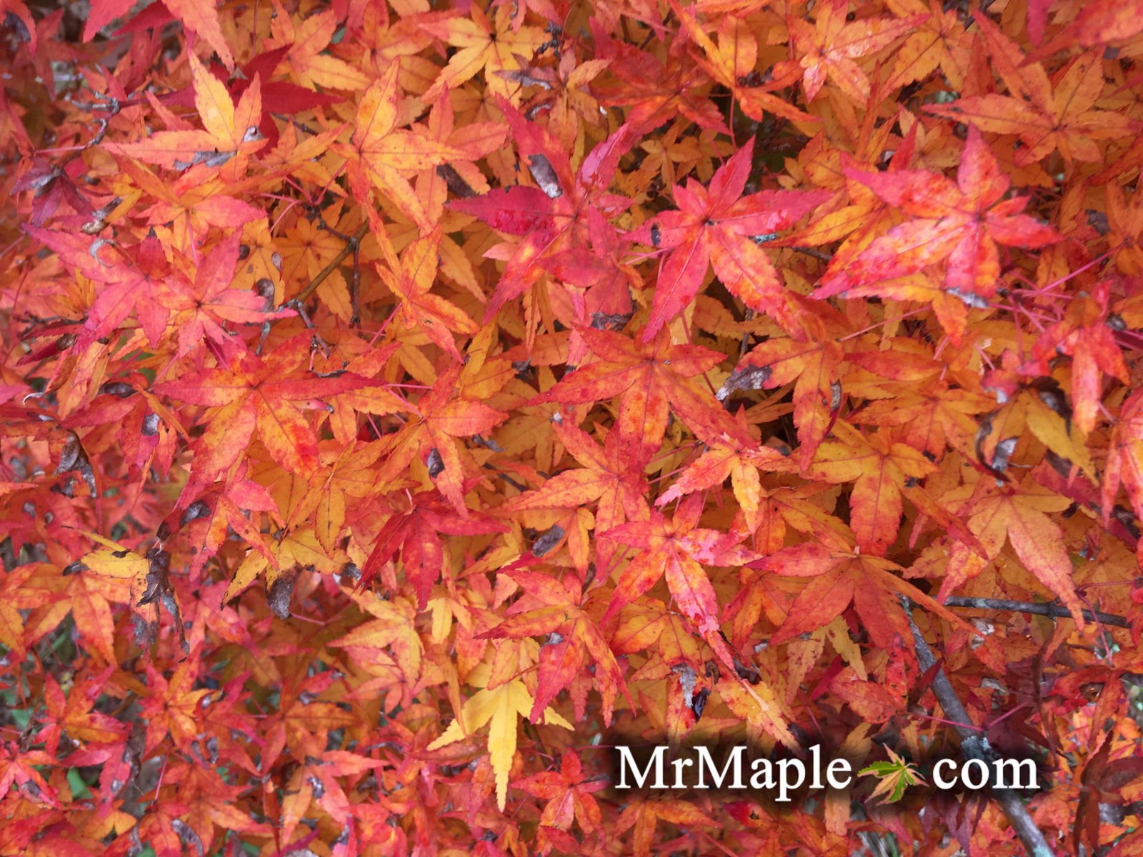 The Stunning Acer Palmatum 'Calico': A Must-Have Japanese Maple