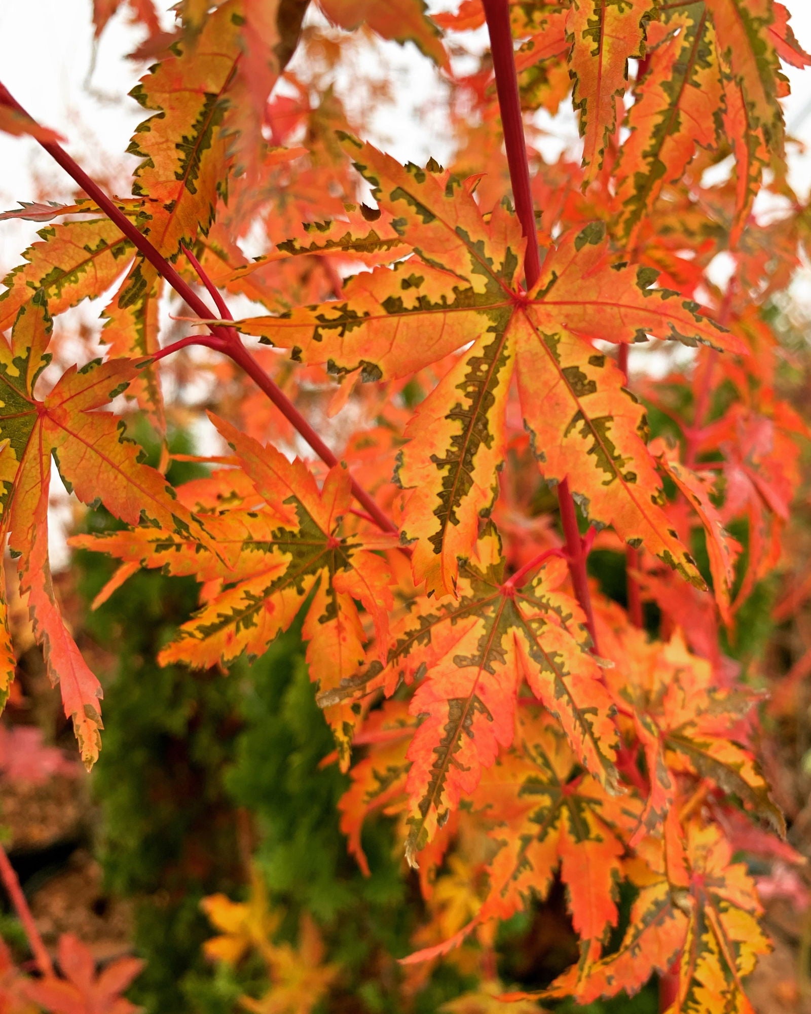 Acer palmatum 'Dixie Delight' | Cultivar Spotlight