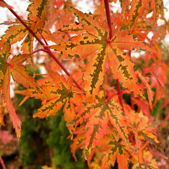 Acer palmatum 'Dixie Delight' | Cultivar Spotlight