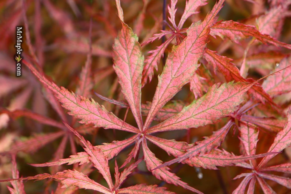 Acer palmatum 'Earthfire' | Cultivar Spotlight