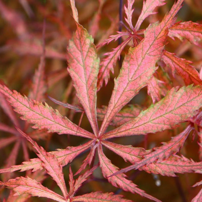 Acer palmatum 'Earthfire' | Cultivar Spotlight