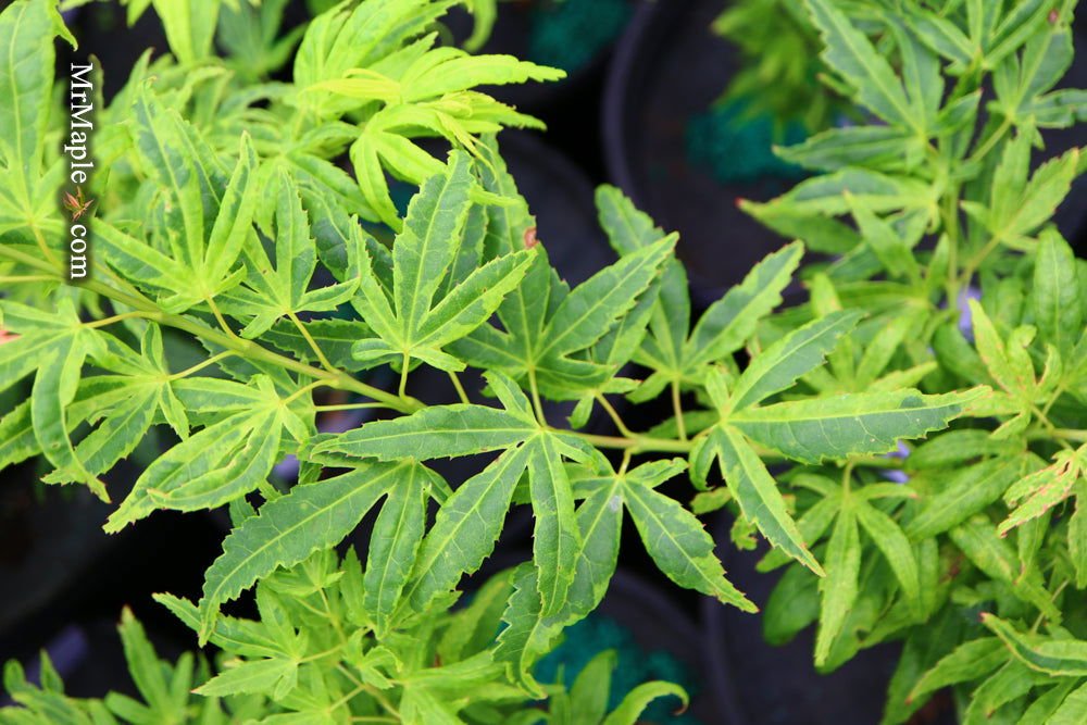 Exploring Acer palmatum 'El Tigre': The Unique Dwarf Mendoza Japanese Maple