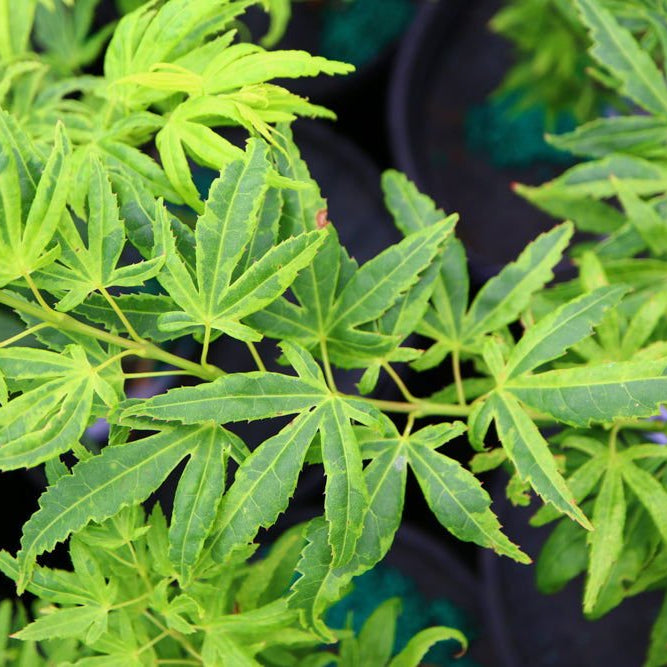 Exploring Acer palmatum 'El Tigre': The Unique Dwarf Mendoza Japanese Maple