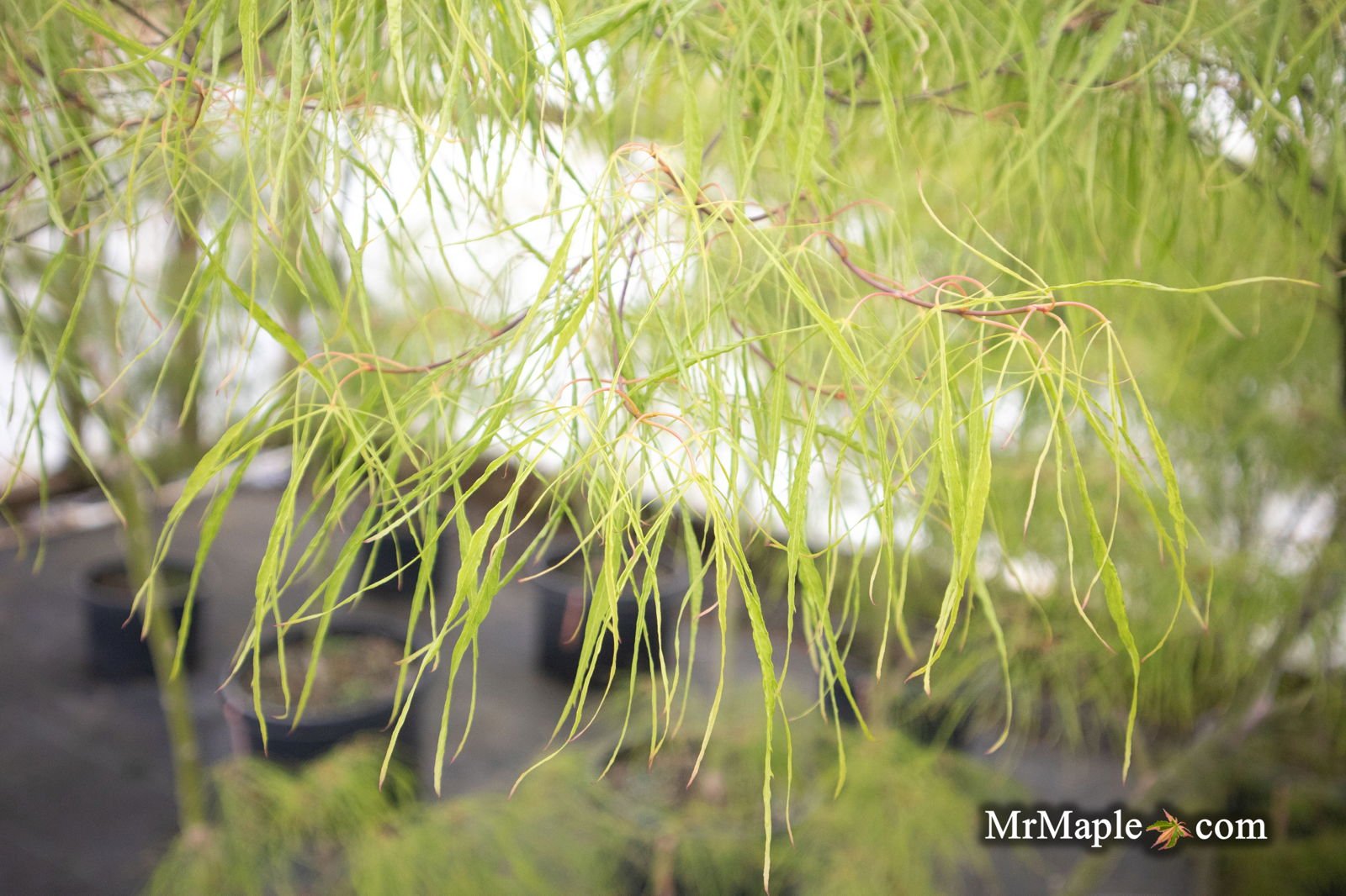 A Deep Dive into Acer palmatum 'Fairy Hair': The Enchanting Japanese Maple for Fairy Gardens