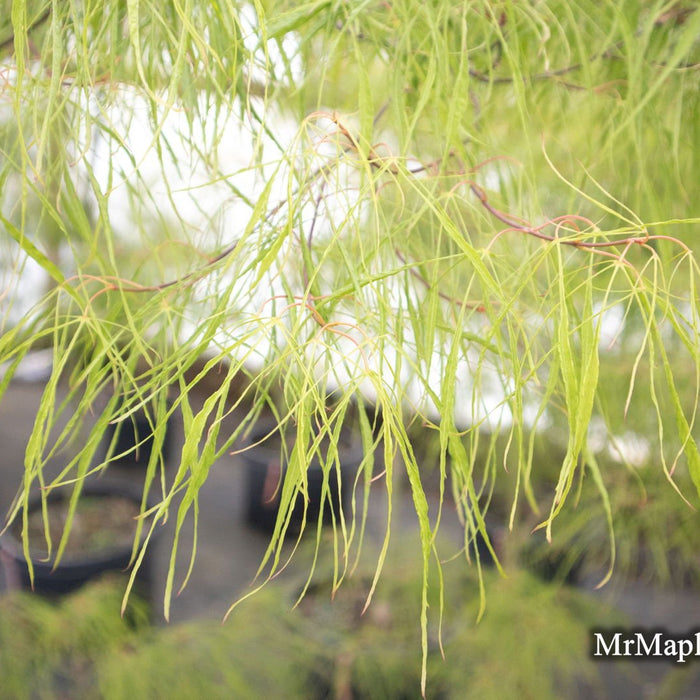 A Deep Dive into Acer palmatum 'Fairy Hair': The Enchanting Japanese Maple for Fairy Gardens