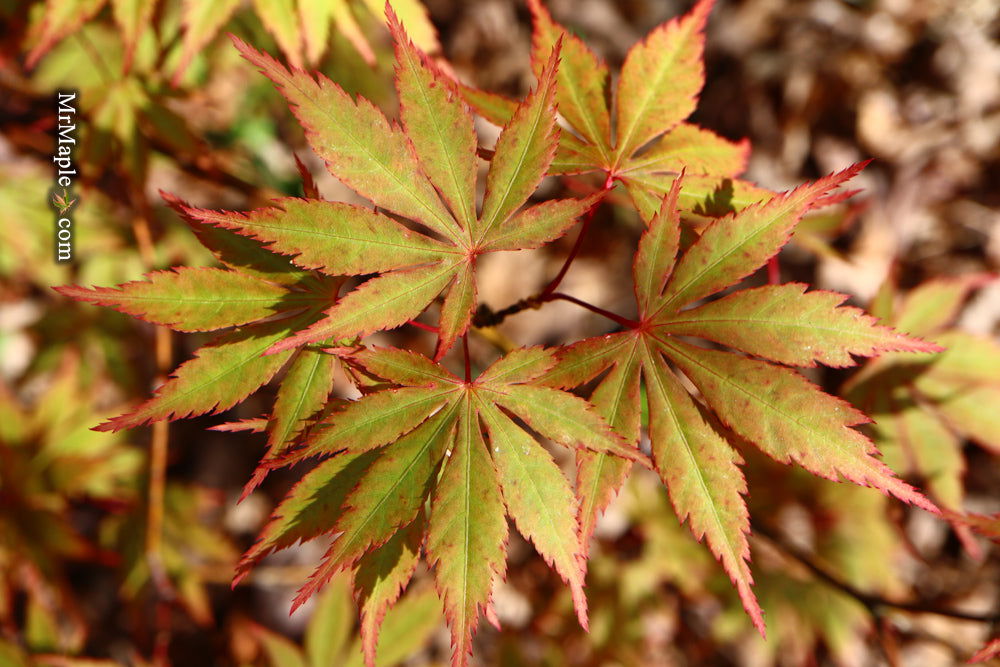 Discover Acer shirasawanum 'Green Elf': The Dwarf Japanese Maple You Need in Your Garden