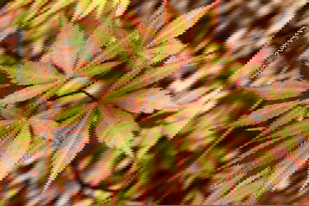 Discover Acer shirasawanum 'Green Elf': The Dwarf Japanese Maple You Need in Your Garden