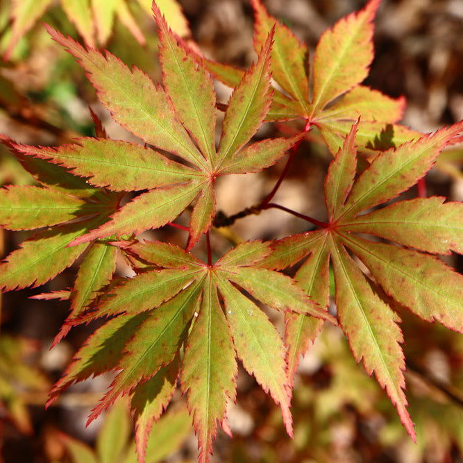 Discover Acer shirasawanum 'Green Elf': The Dwarf Japanese Maple You Need in Your Garden
