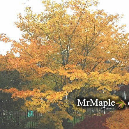 Acer palmatum 'Green Star' | Cultivar Spotlight