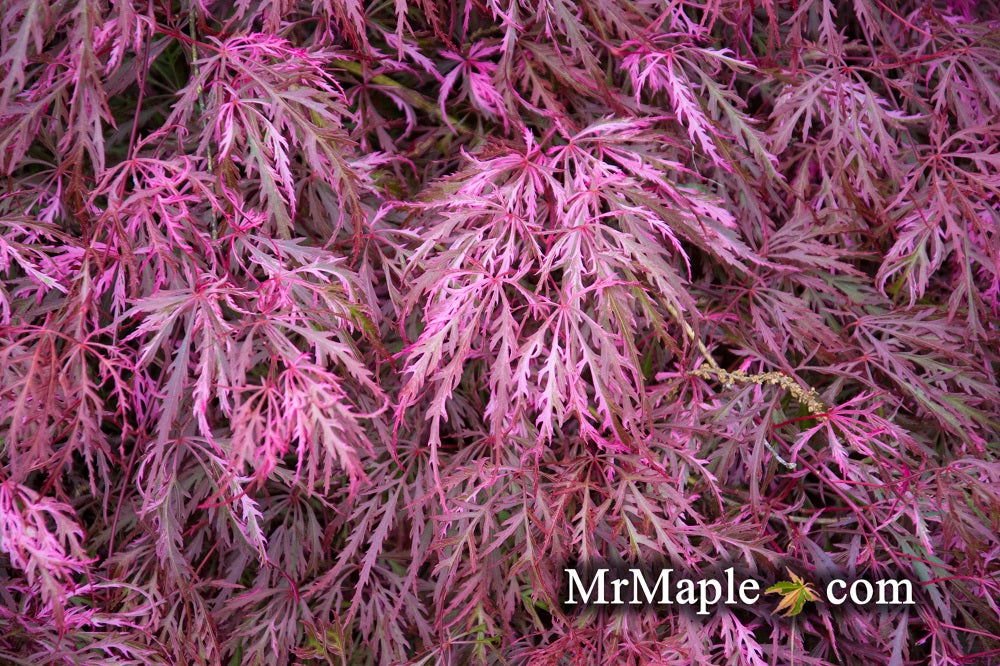 Discover the Beauty of Acer palmatum dissectum 'Hana matoi' – A Variegated Weeping Japanese Maple