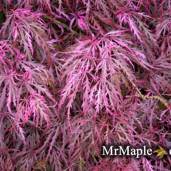 Discover the Beauty of Acer palmatum dissectum 'Hana matoi' – A Variegated Weeping Japanese Maple