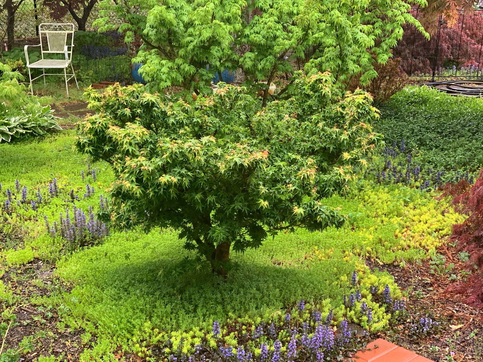 Discover the Beauty of Acer palmatum 'Jade Dragon': A Rare Dwarf Japanese Maple