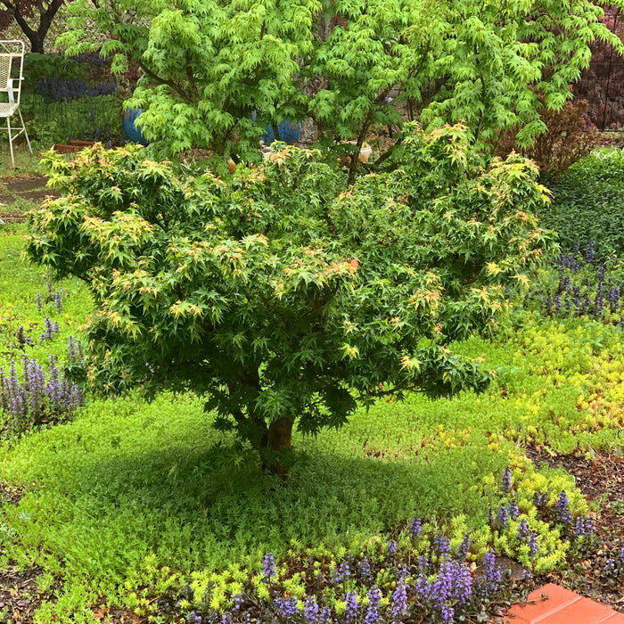 Discover the Beauty of Acer palmatum 'Jade Dragon': A Rare Dwarf Japanese Maple