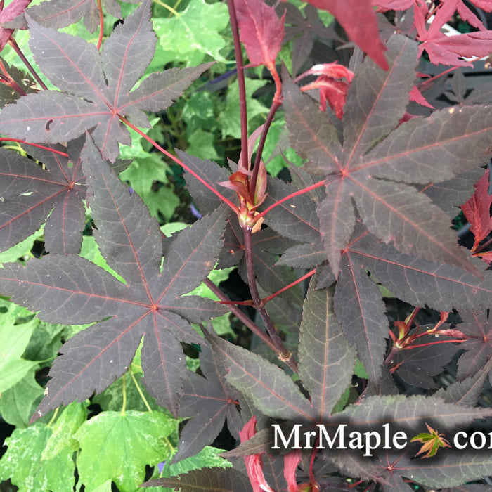 The Allure of Acer palmatum 'Jet Black': A Must-Have Japanese Maple