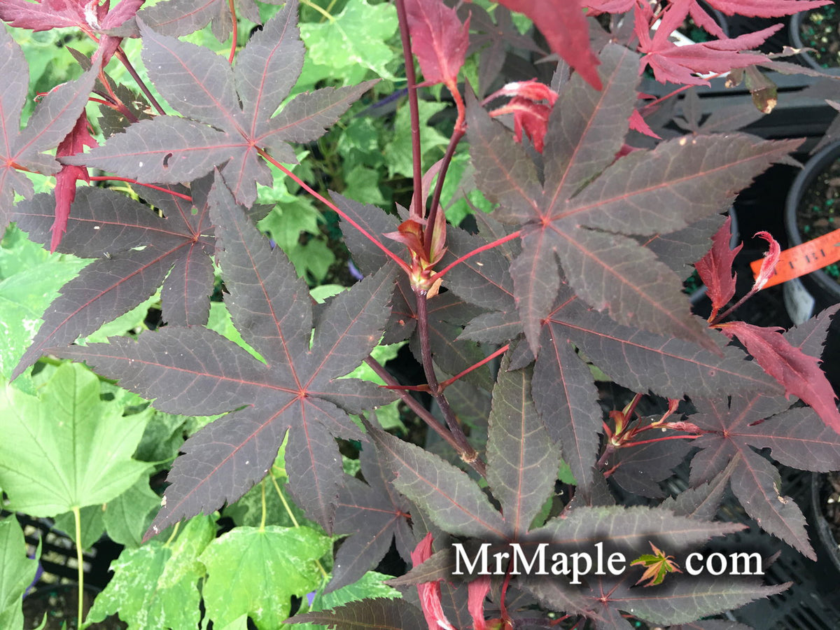 Maple treeブラック38 Acer palmatum 'Black Lace' – Singing Tree Gardens Nursery