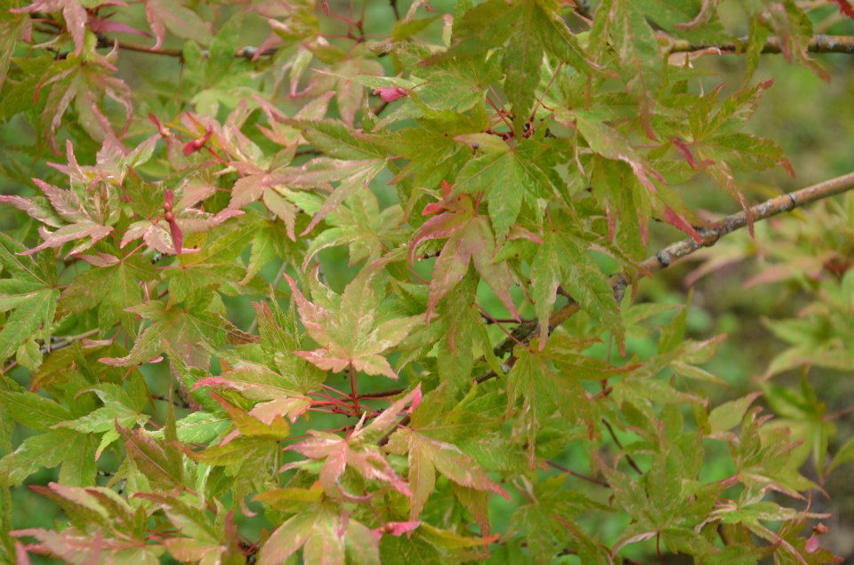 Unveiling the Beauty of Acer palmatum 'Kasen nishiki': The Ultimate Variegated Japanese Maple