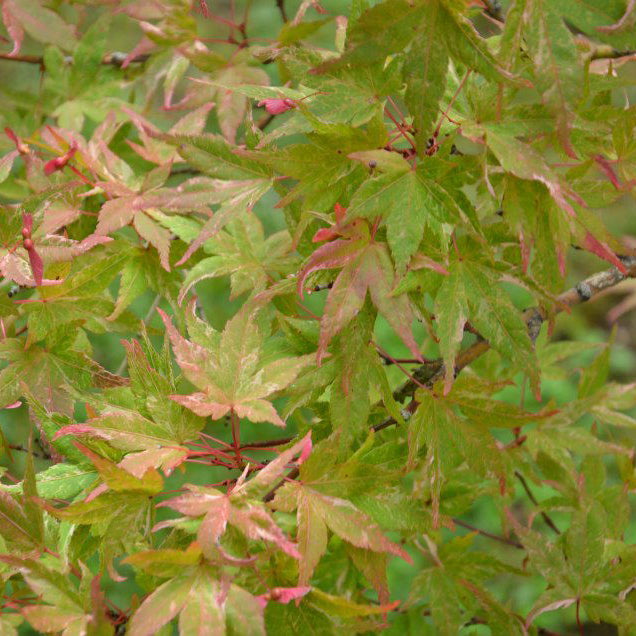 Unveiling the Beauty of Acer palmatum 'Kasen nishiki': The Ultimate Variegated Japanese Maple