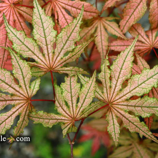 Discovering Acer palmatum 'Martha Ghost': A Rare Japanese Maple Cultivar
