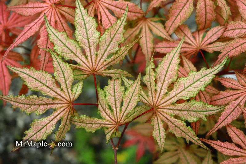 Discovering Acer palmatum 'Martha Ghost': A Rare Japanese Maple Cultivar