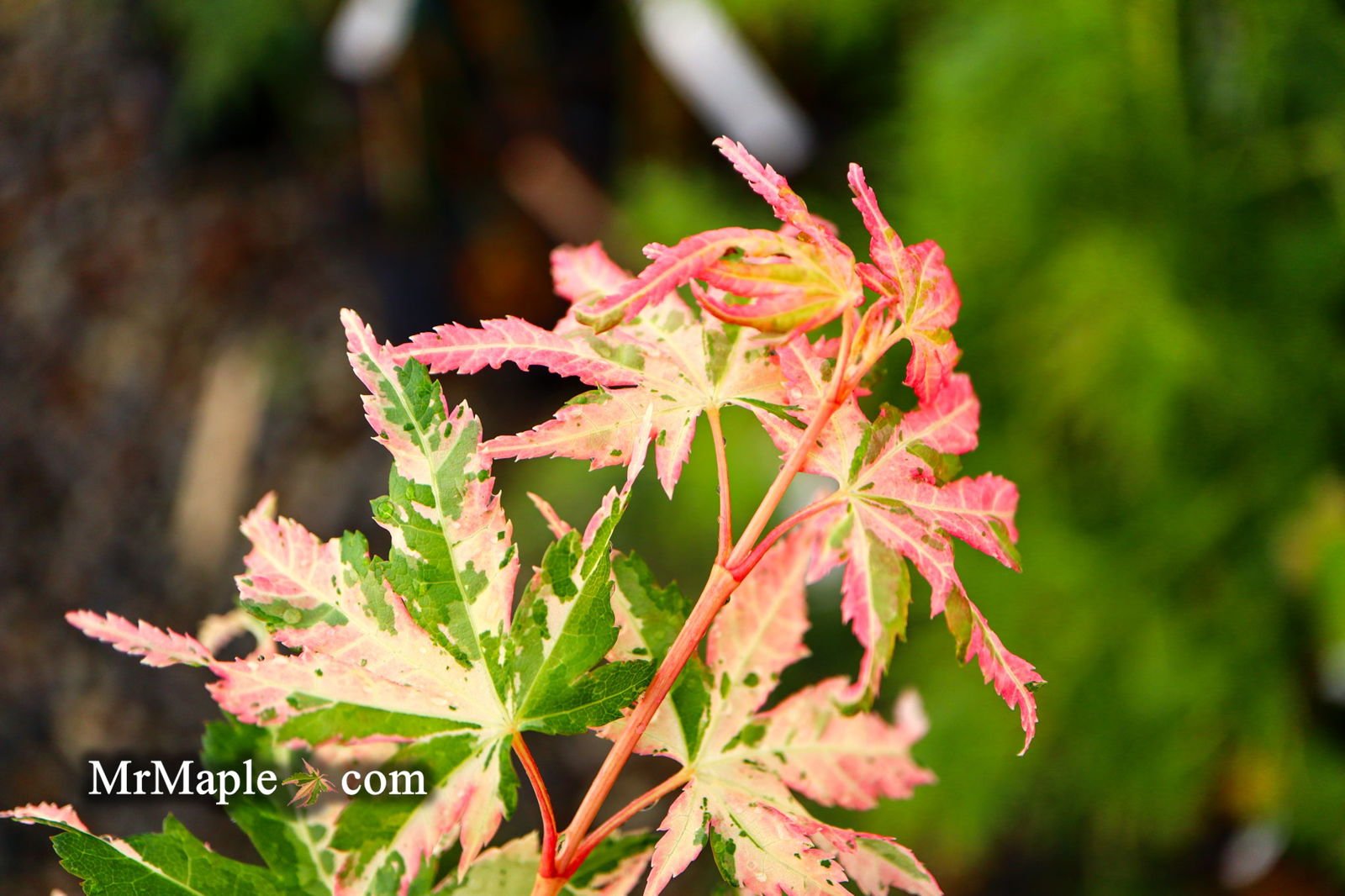 Acer palmatum 'Ori zuru' | Cultivar Spotlight