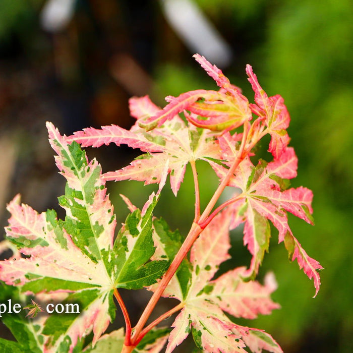Acer palmatum 'Ori zuru' | Cultivar Spotlight